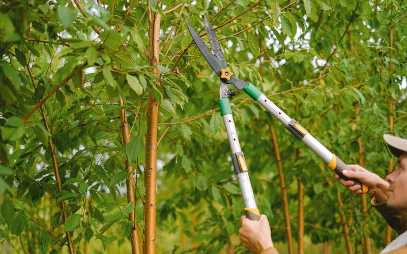 Tree trimming in Saint Francis, MN